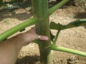 Paulownia Clon In Vitro 112®. Tronco jóven, aún con hojas. Observa que lo que se ven no son ramas, sino LOS PECIOLOS DE LAS HOJAS.